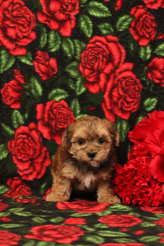 puppy, for, sale, Morkie-Poo, Matthew B. Stoltzfus, dog, breeder, Gap, PA, dog-breeder, puppy-for-sale, forsale, nearby, find, puppyfind, locator, puppylocator, aca